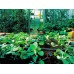 Blumat Irrigation set for greenhouses - Blumat 50